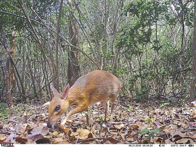 1938201_web1_Silver-backed-Chevrotain-GWC-03