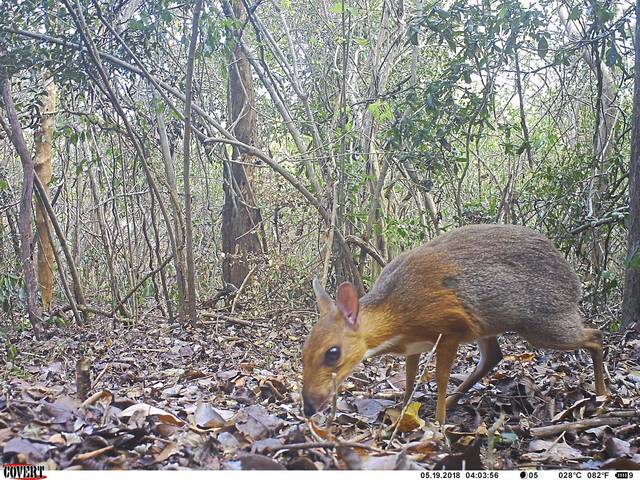 1938201_web1_Silver-backed-Chevrotain-GWC-07