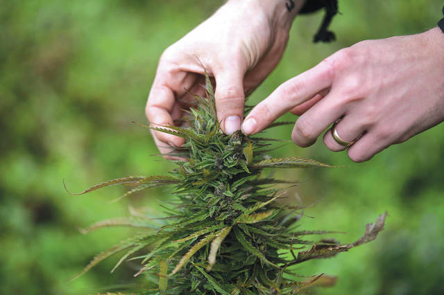 1939856_web1_gtr-hempMarijuana-111419