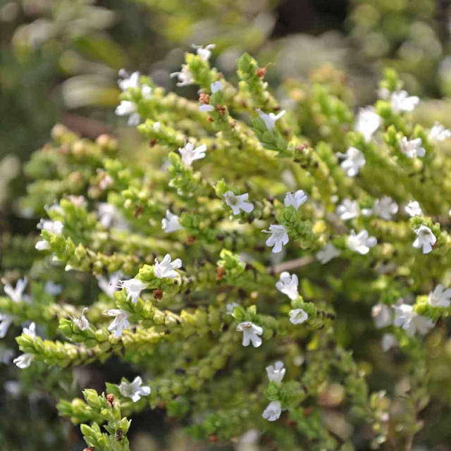 1942720_web1_deer_resistant_plants_10