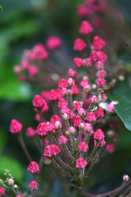 1942720_web1_deer_resistant_plants_11