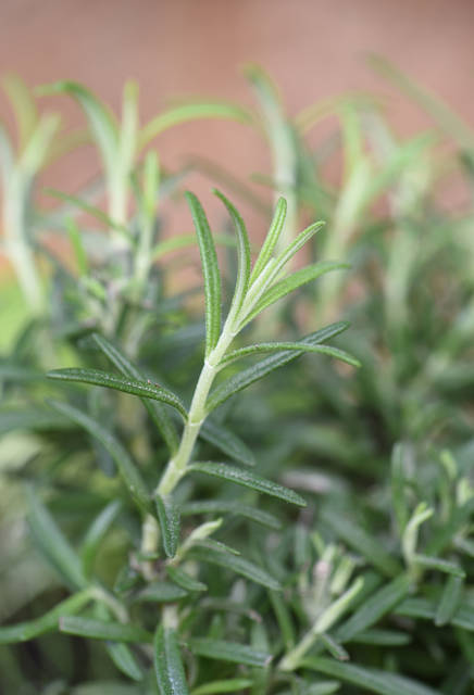 1942720_web1_deer_resistant_plants_6