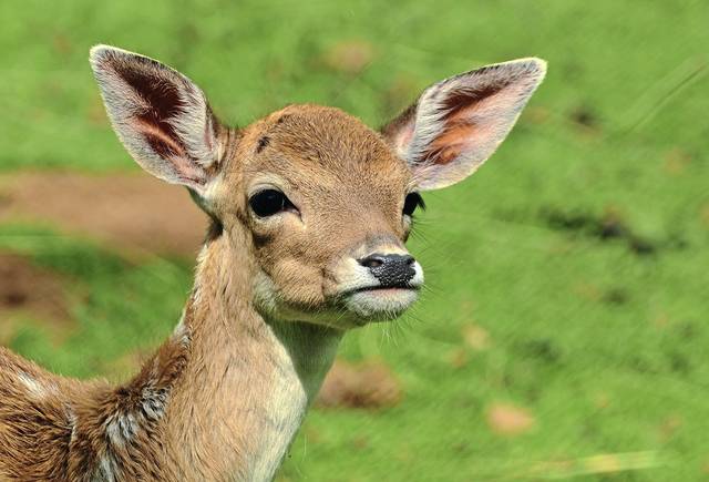 1948759_web1_web-deer-file