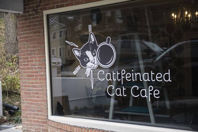 1959829_web1_gtr-liv-coffeecats010-111919