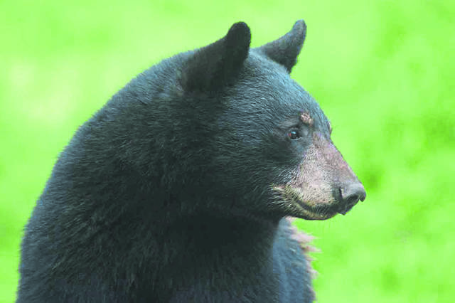 1986582_web1_gtr-bear-120218 1986582_web1_gtr-bear-120218