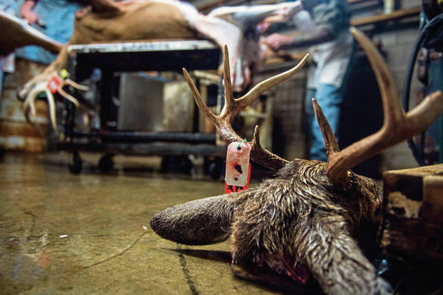 2005194_web1_GTR-DeerSeason-18-120119