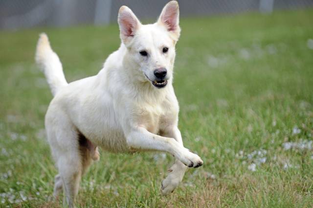 Hoffman Kennels retains services in Hampton regarding animal control