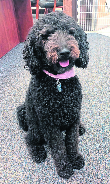 Shaler Area school board approves therapy dog on campus