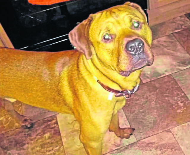 2023180_web1_Brutus