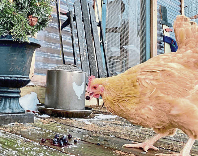 2028525_web1_vnd-fancyfowl003-120919