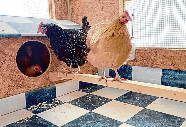 2028525_web1_vnd-fancyfowl007-120919