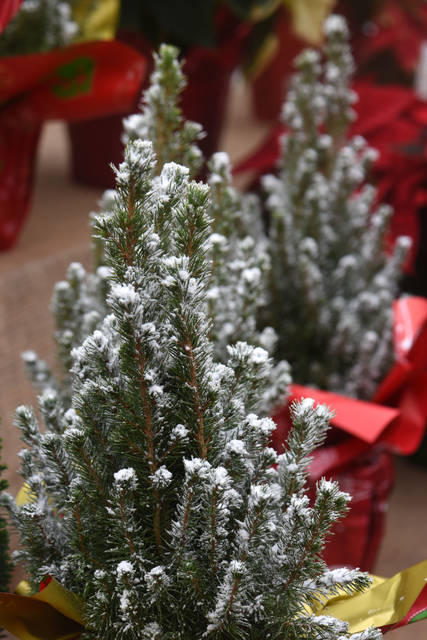 2029354_web1_gtr-liv-xmasplants3-121319