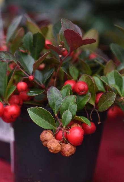 2029354_web1_gtr-liv-xmasplants4-121319