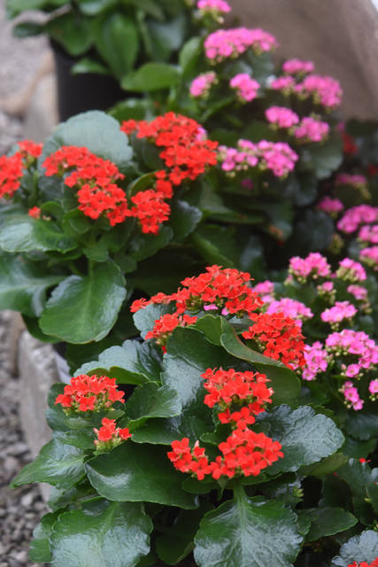 2029354_web1_gtr-liv-xmasplants5-121319