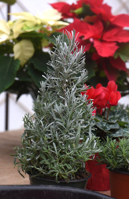 2029354_web1_gtr-liv-xmasplants6-121319