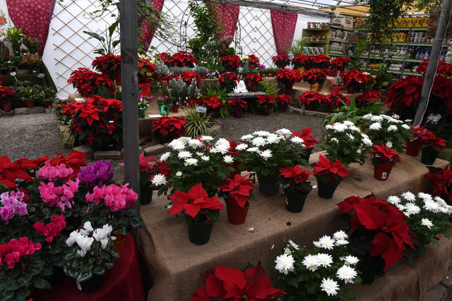 2029354_web1_gtr-liv-xmasplants7-121319