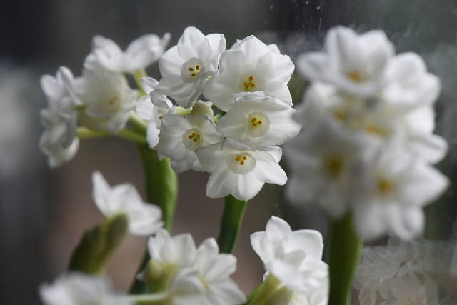 2029354_web1_gtr-liv-xmasplants8-121319