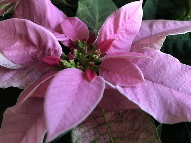 2029354_web1_gtr-liv-xmasplants9-121319