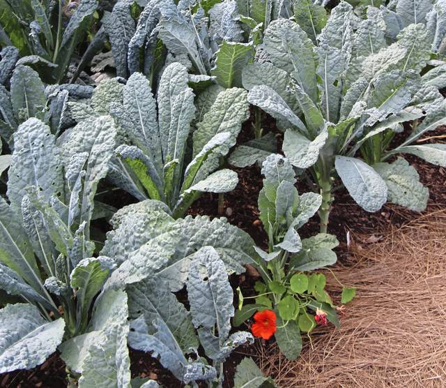 2039949_web1_gtr-liv-garden-121519