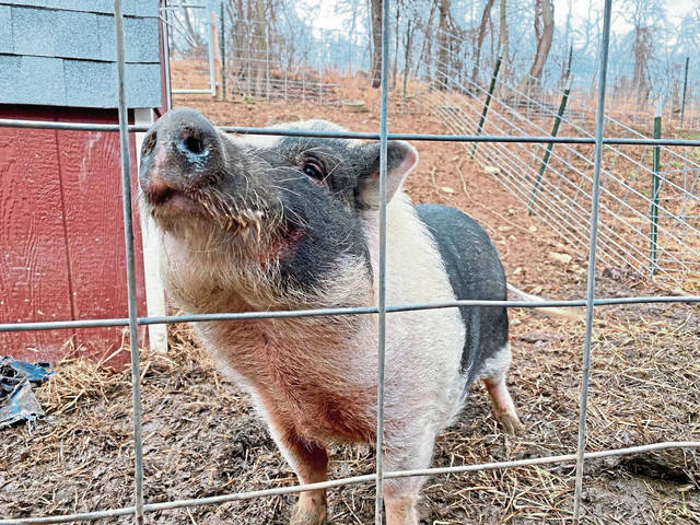 2044037_web1_vnd-waywardpig1