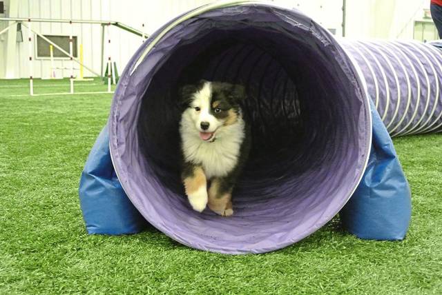 2047984_web1_gtr-liv-dogfun-bnd-121519