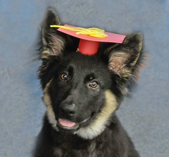 2047984_web1_gtr-liv-dogfun1-121519