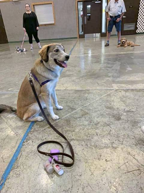 2047984_web1_gtr-liv-dogfun3-121519