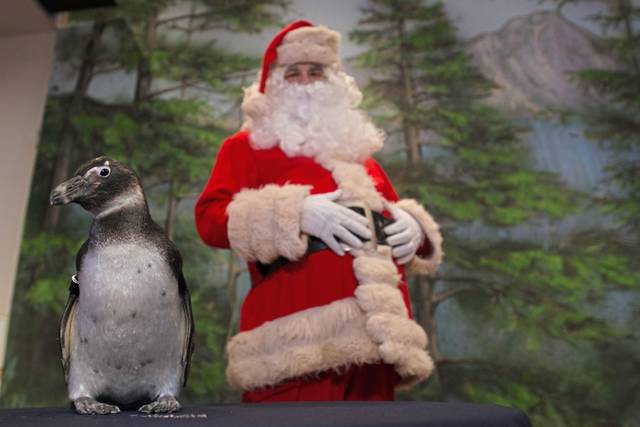2049143_web1_gtr-tk-planner-penguin-121919