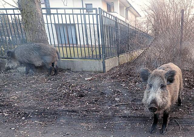 2052928_web1_AP_19338458497068