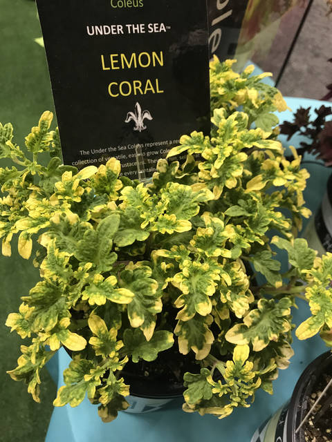 2053516_web1_gtr-liv-2020plants10-122019