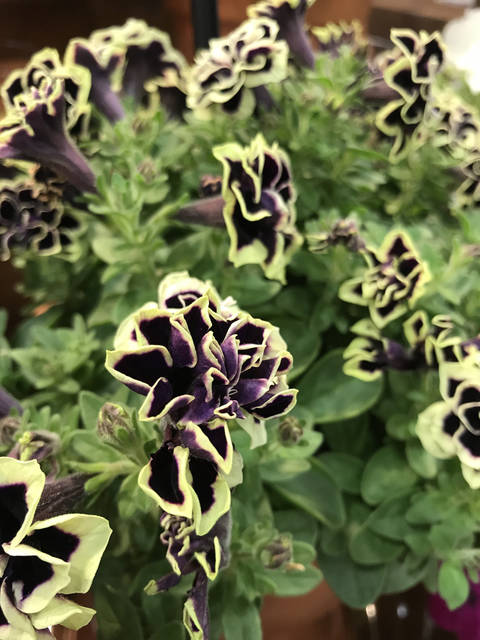 2053516_web1_gtr-liv-2020plants2-122019