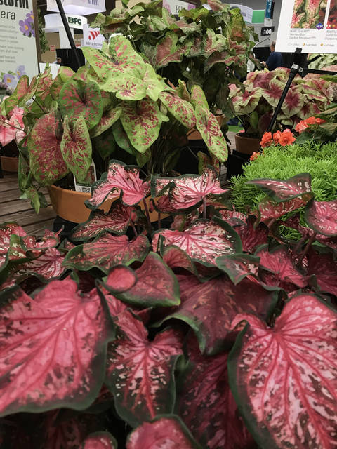 2053516_web1_gtr-liv-2020plants6-122019