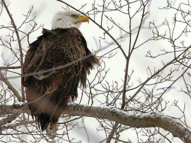 2053755_web1_gtr-BaldEagle-012319