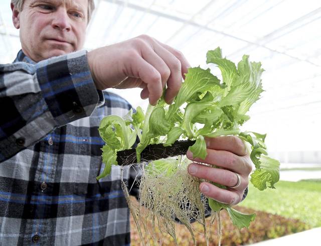 2062037_web1_gtr-tns-C8IndoorLettuce-121519 2062037_web1_gtr-tns-C8IndoorLettuce-121519