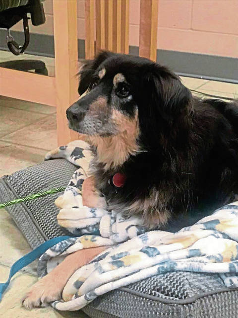 2068456_web1_vnd-animalsrescued-1-121519