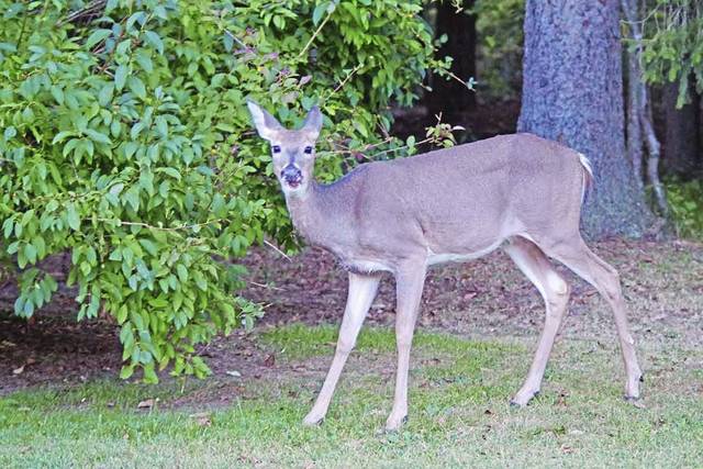 2077516_web1_gtr-OutDeer-122219