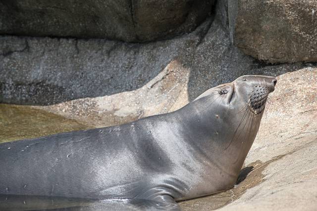 2079353_web1_ptr-sealdeath-121819