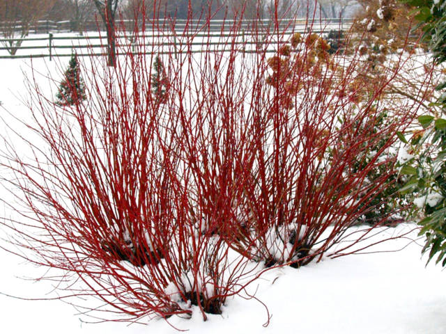 2086275_web1_gtr-liv-winteryplants3-122719