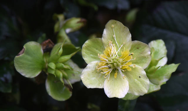 2086275_web1_gtr-liv-winteryplants9-122719