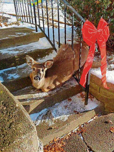 Penn Hills police, firefighters free deer stuck in railing<span class="headline-video">Video <i class="fa-solid fa-circle-play"></i></span>