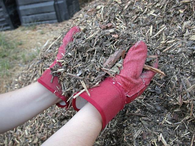 Options available for North Hills residents to discard withering Christmas trees