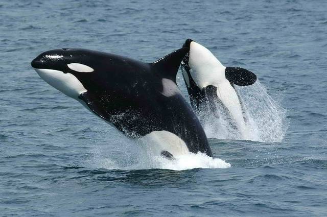 2098042_web1_killer-whales-591130_1920