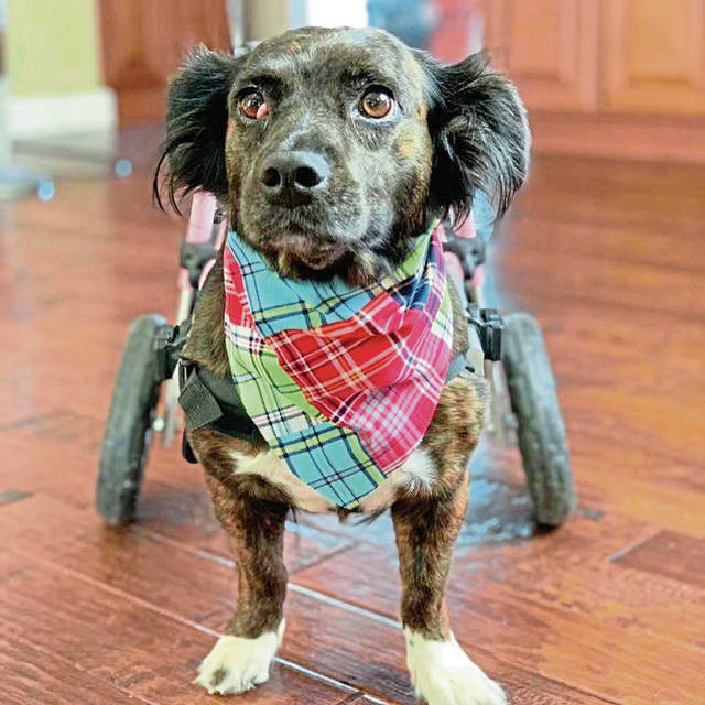 2106618_web1_vnd-HandicapDogs3-122619