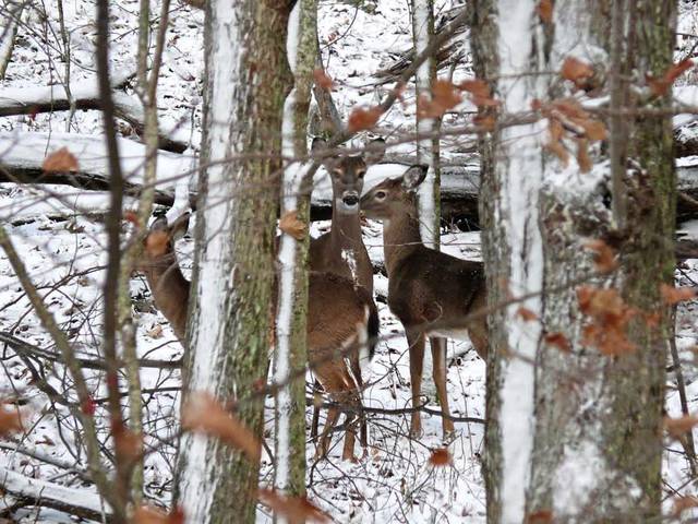2109754_web1_gtr-OutDeer-122919