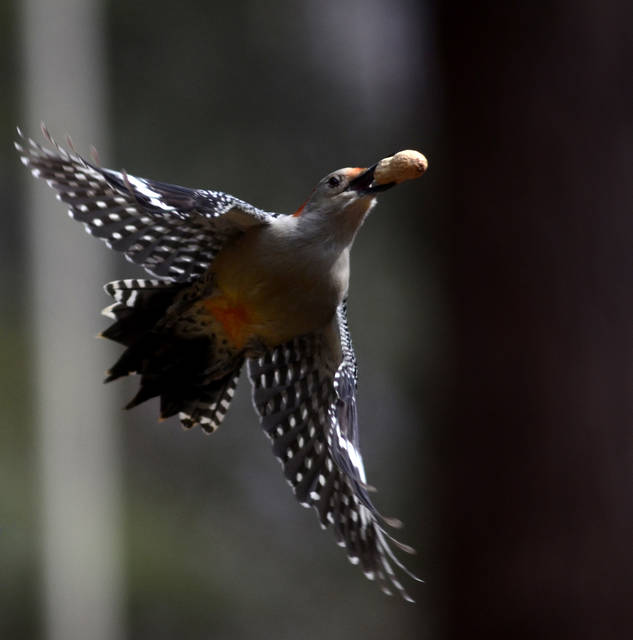 2127259_web1_Gtr-liv-birds1-010320