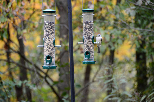 2127259_web1_Gtr-liv-birds5-010320