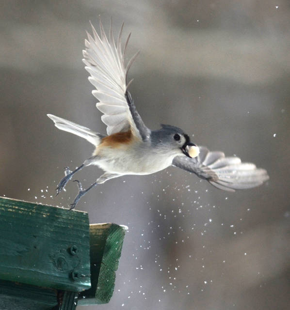 2127259_web1_Gtr-liv-birds8-010320