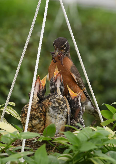 2127259_web1_Gtr-liv-birds9-010320