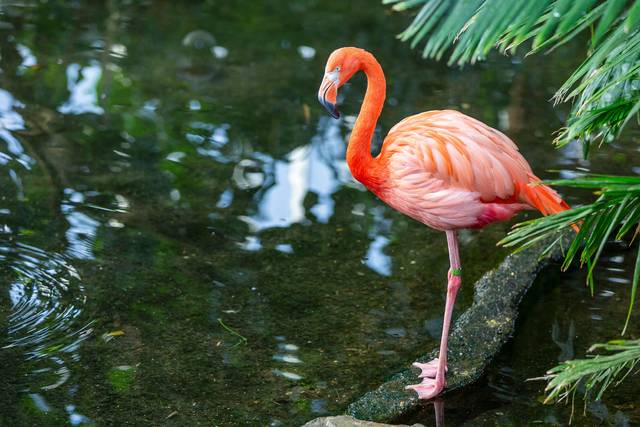 2143416_web1_NationalAviary_EscapetotheIslands_AmericanFlamingo_AdamWilson