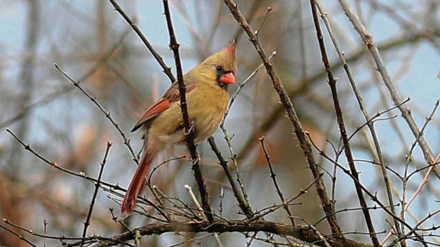 2155313_web1_VND-CardinalBirds-011120